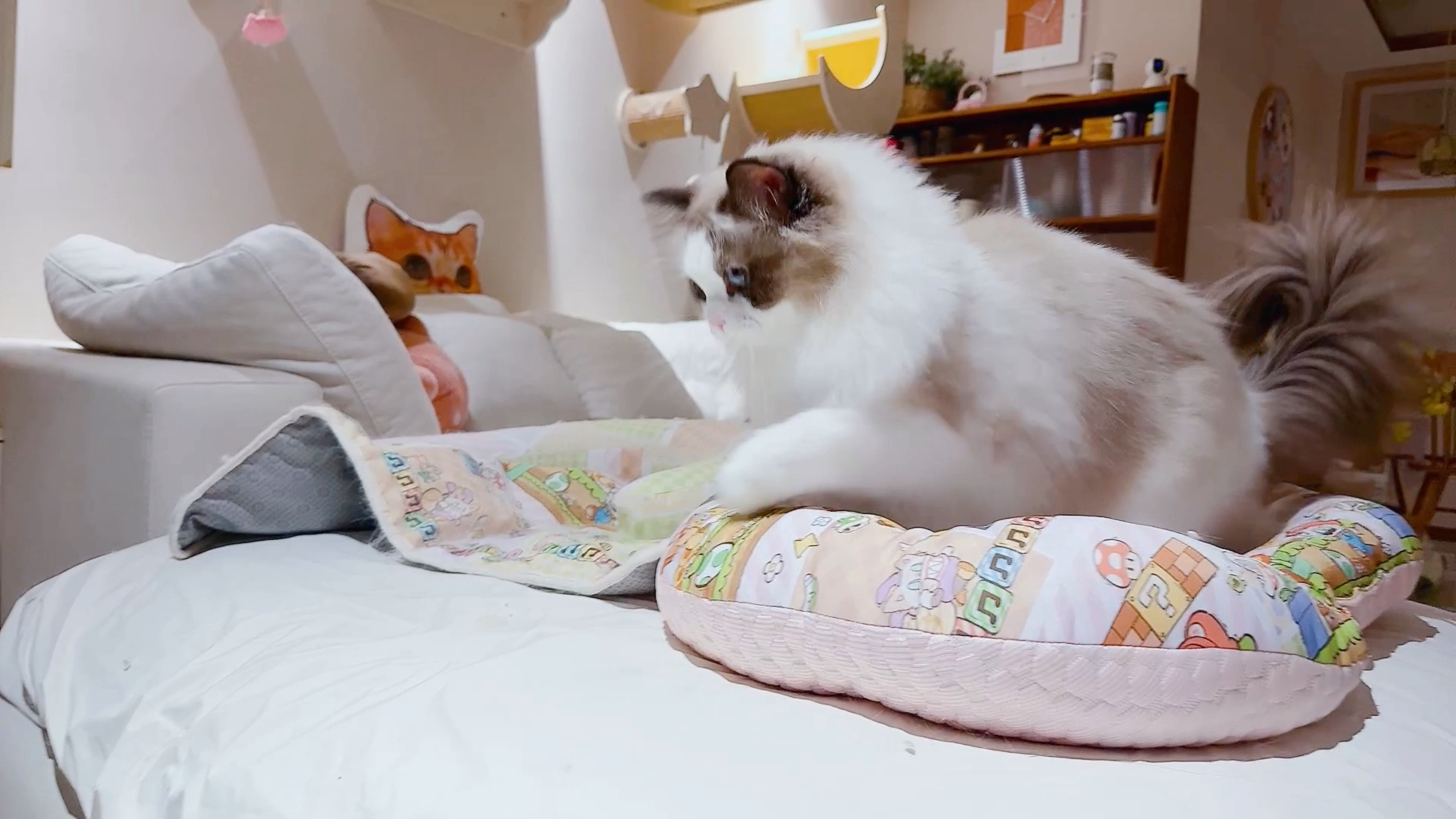 早上有e猜到了姝恒在抢窝，但大家都没猜到结局。不知道为什么，我家的猫猫食物链好像