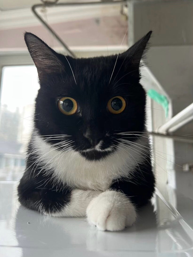 我们刚才打架了吗？嘿嘿！我忘了。daily奶牛猫 （投稿：） 