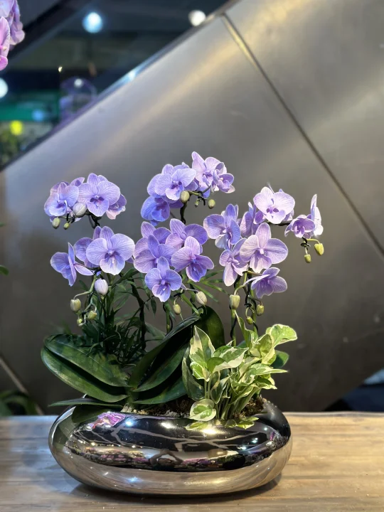 被兰花治愈了！紫色兰花