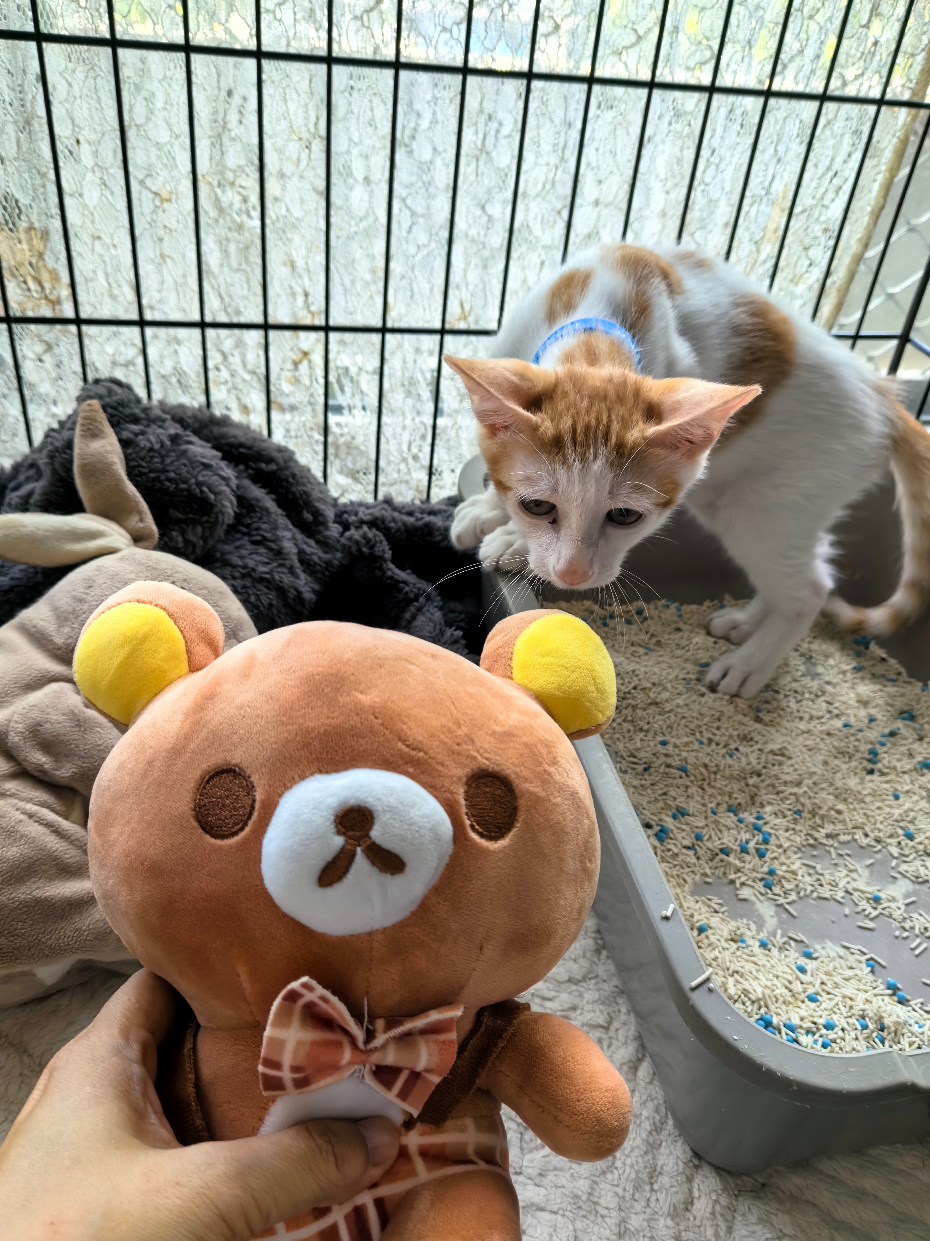 是把端端捡了回来，接下来何去何从，大家挺迷茫。猫咪深圳领养