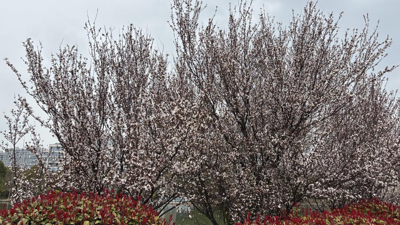 春日生活打卡季