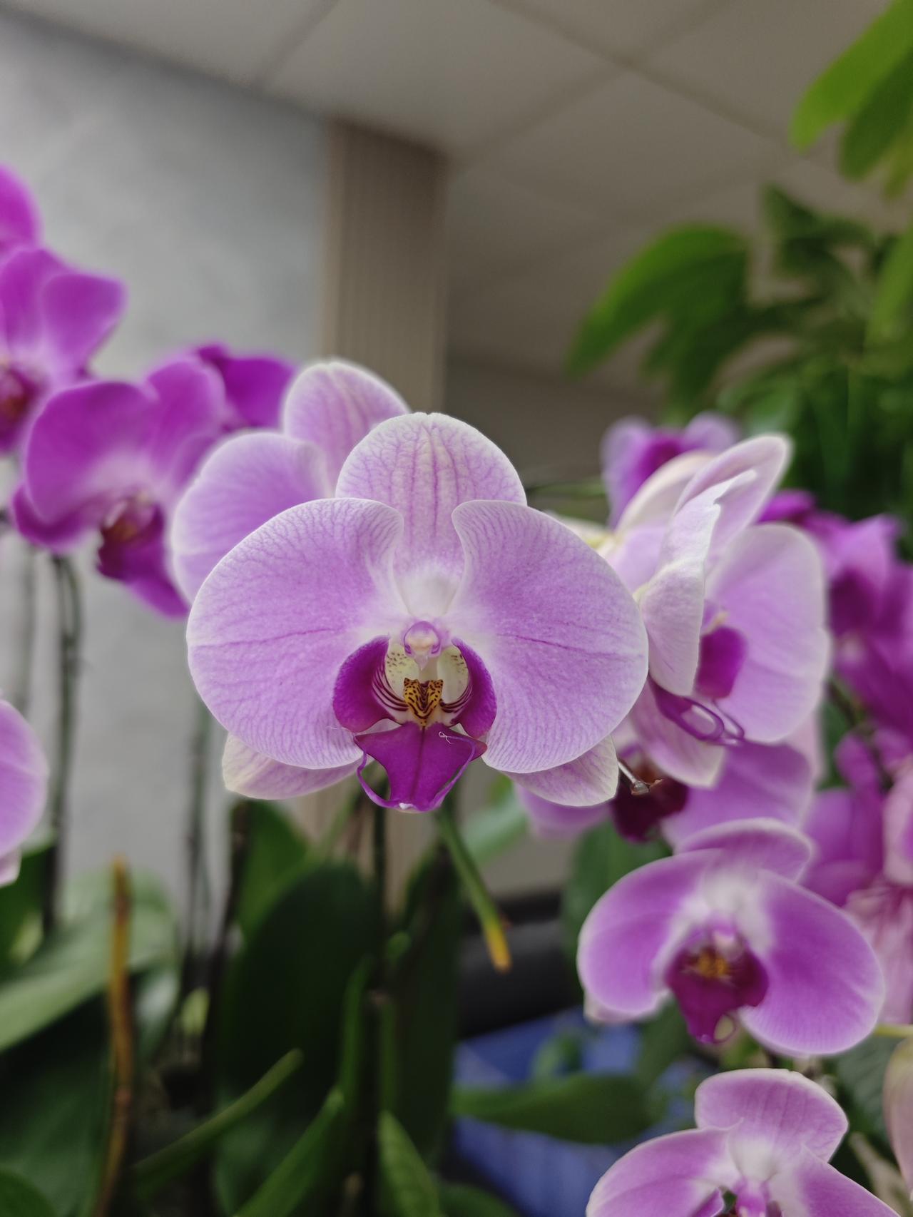 紫色蝴蝶兰，绽放自然之美！
春暖花开。一片繁华。
春日的风拂过，郁金香便肆意铺展