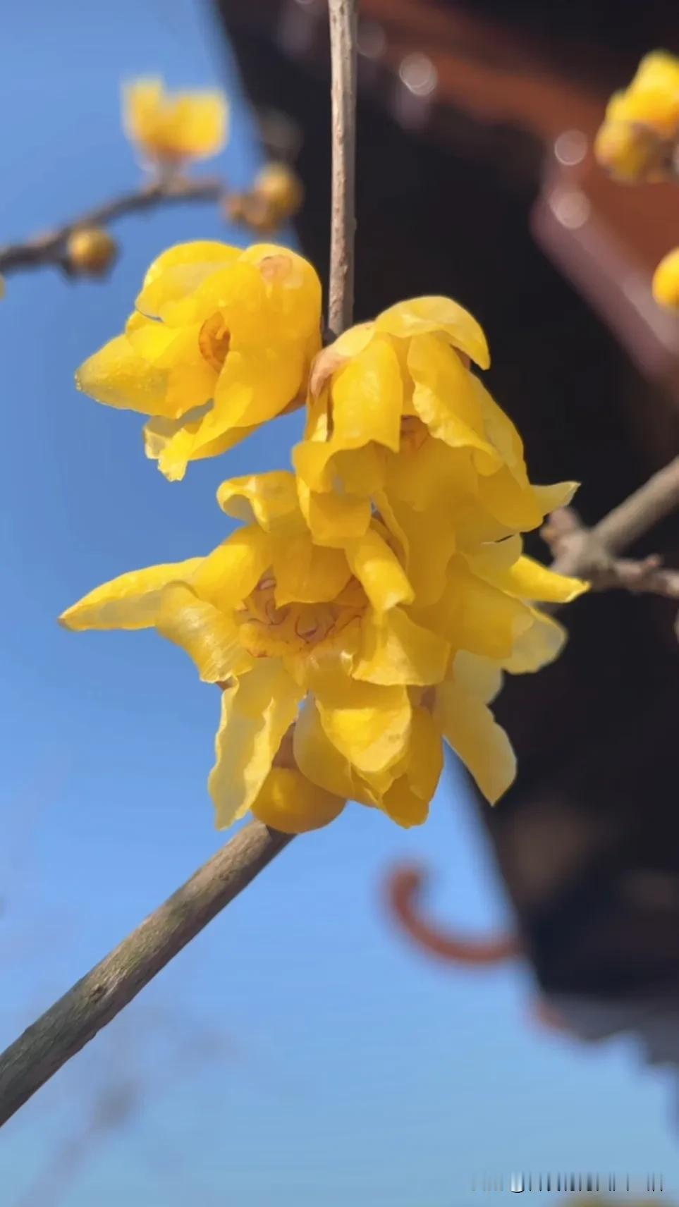 黄花满枝，春意盎然。盛开的凌宵花朵 来年依旧仍花开