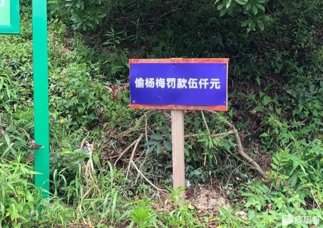 买了五个 平均一颗1000的杨梅！？