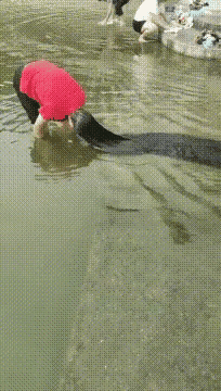 一根辫子黑如墨
爱不释手望弯月
皆因老公说喜欢
春夏秋冬天天洗