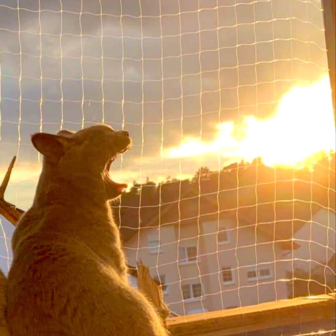 来自地狱的喷火🐱。