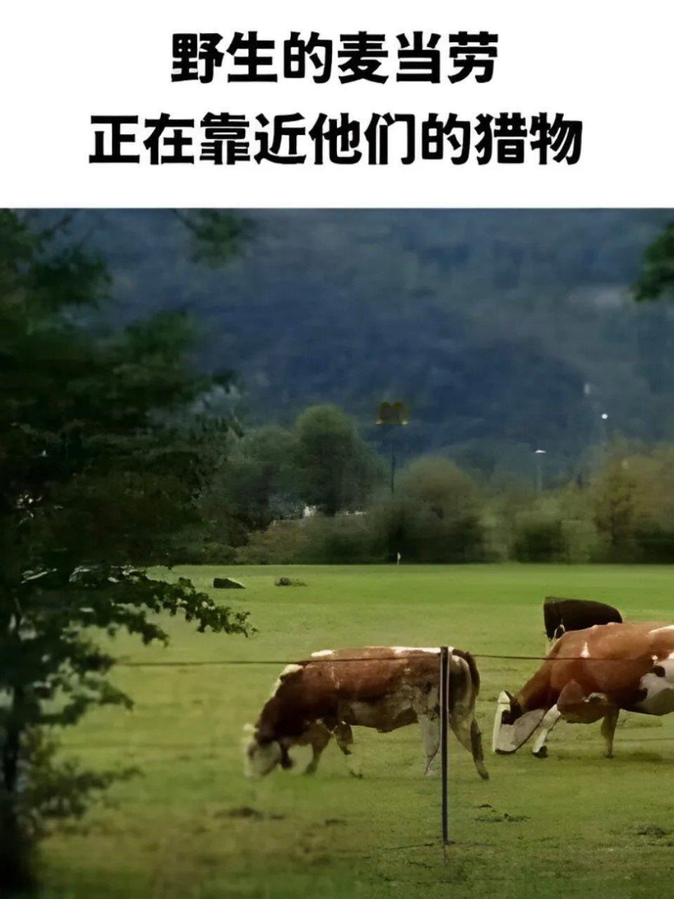你的汉堡正在攻击你的沙拉memes ​​​
