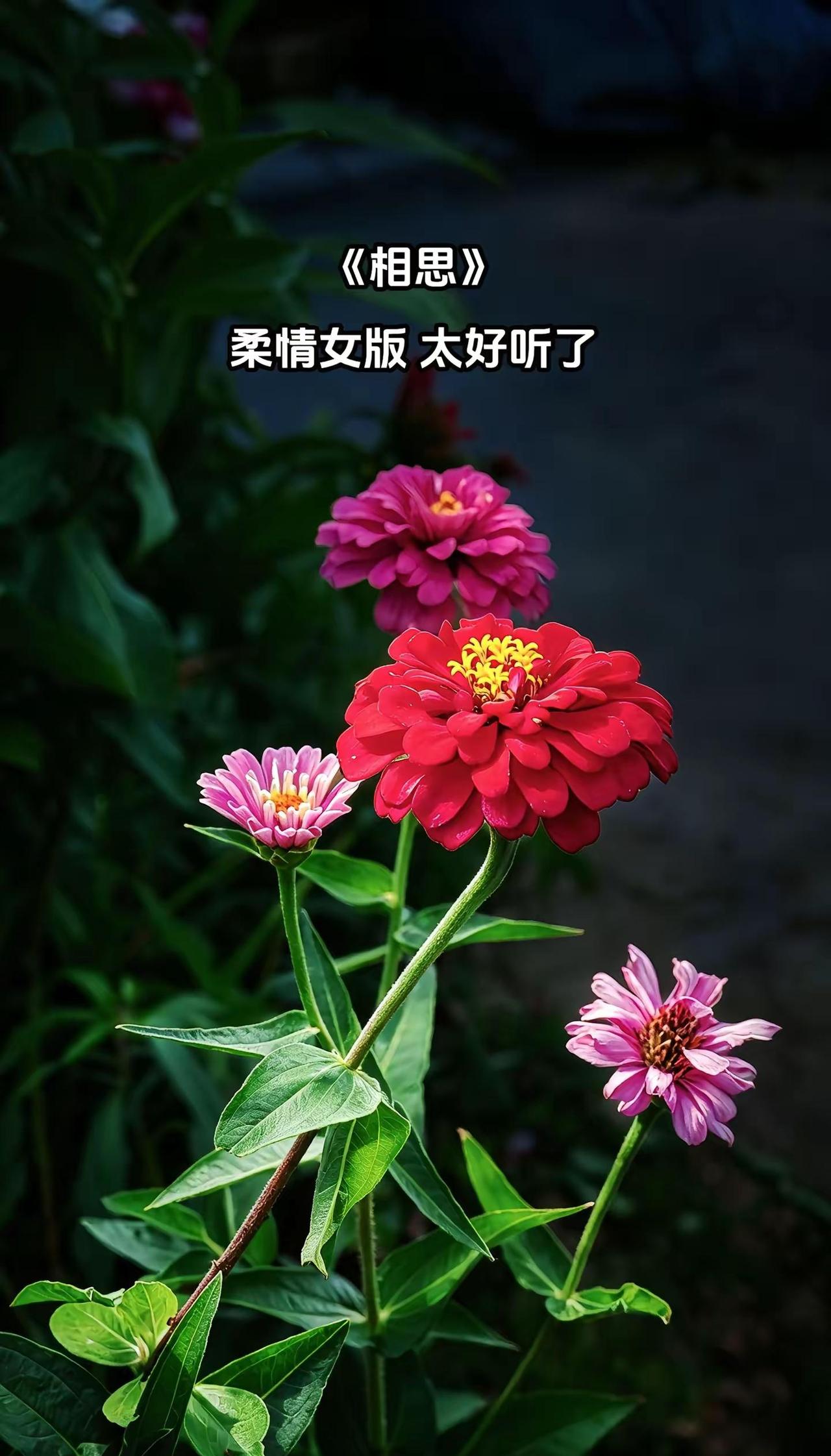 花开不语，自有温柔✨。拍花也是一种享受 记录花开醉美的瞬间 捕捉身边的花草之美 