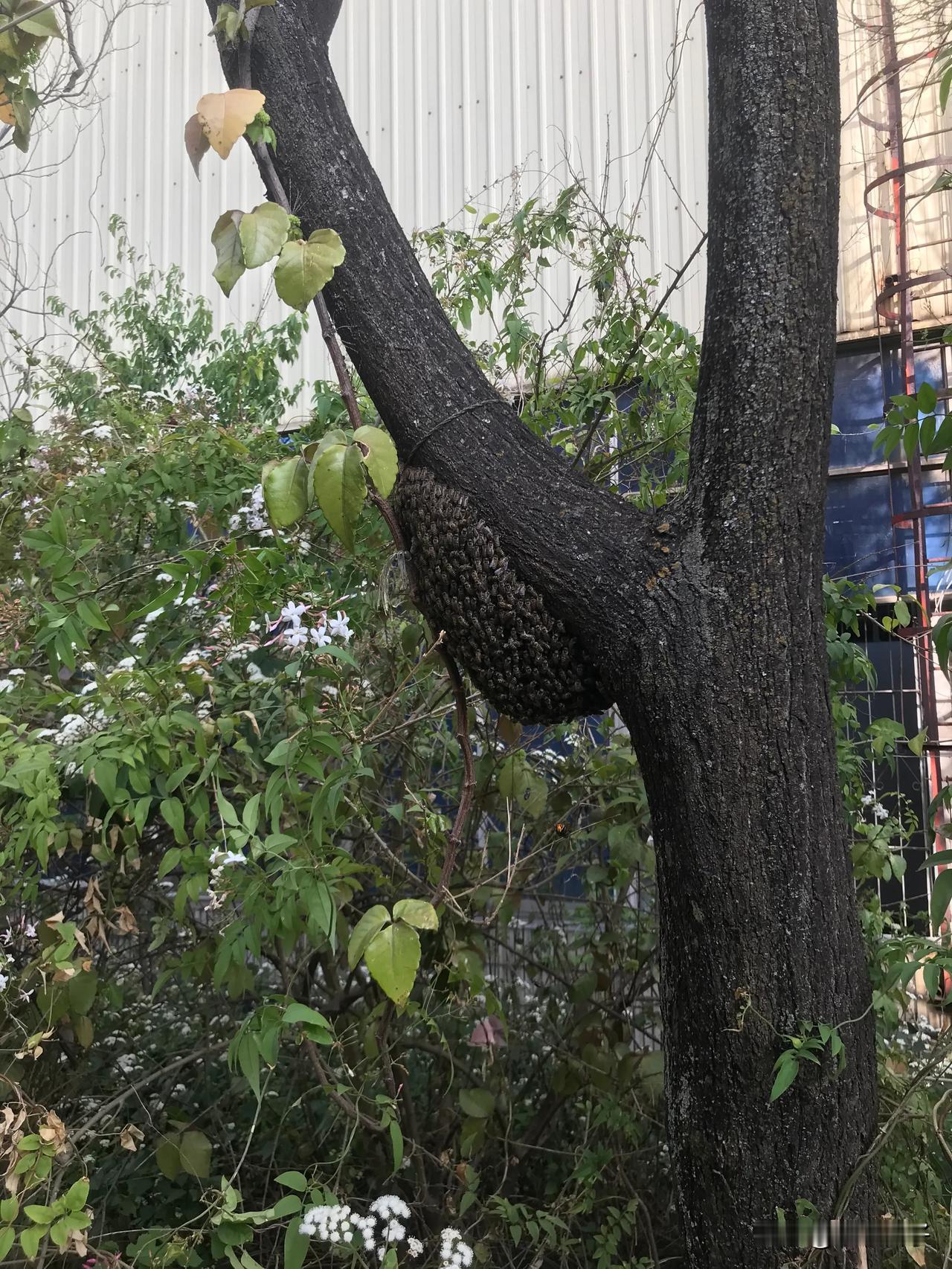   昆明还有这种蜜蜂呢噶！头一回见啊？不知道这群蜂是从哪里飞来的，飞到我们单位旁