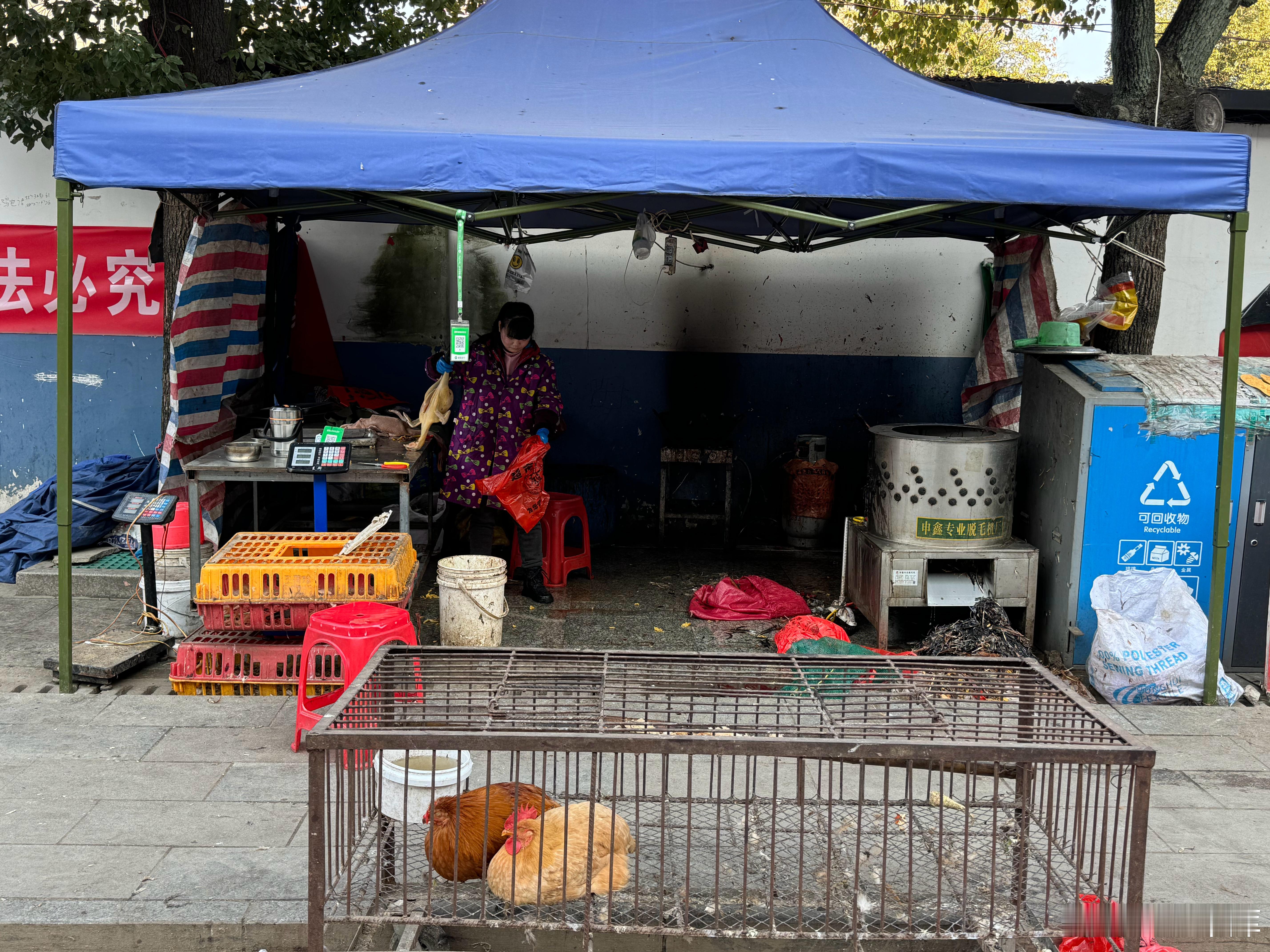 这个专门卖鸡杀鸡的摊位夫妻俩经营早上六点到下午六点 一天可以卖五六十只鸡一只鸡 