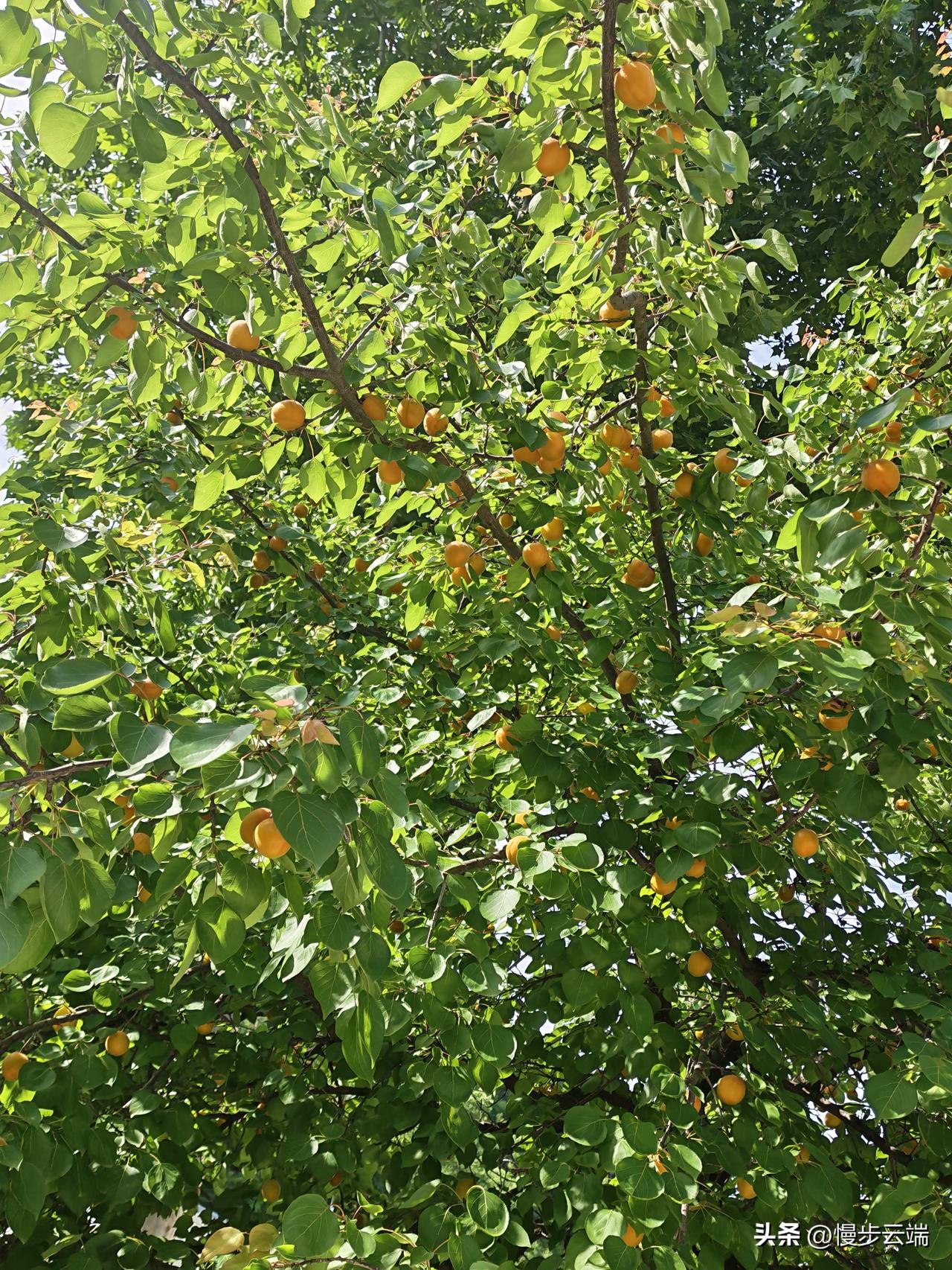 满树黄杏缀浓荫
 
盛夏时节，繁茂的杏树撑起一片盎然绿意。层层叠叠的卵圆形绿叶挨
