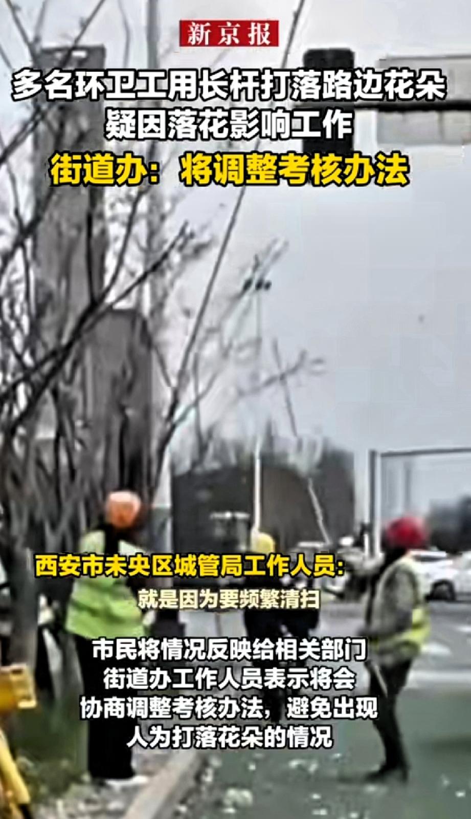 多名环卫工人用长杆打落路边花朵，疑因为落花影响工作。

西安未央区龙朔路多名环卫