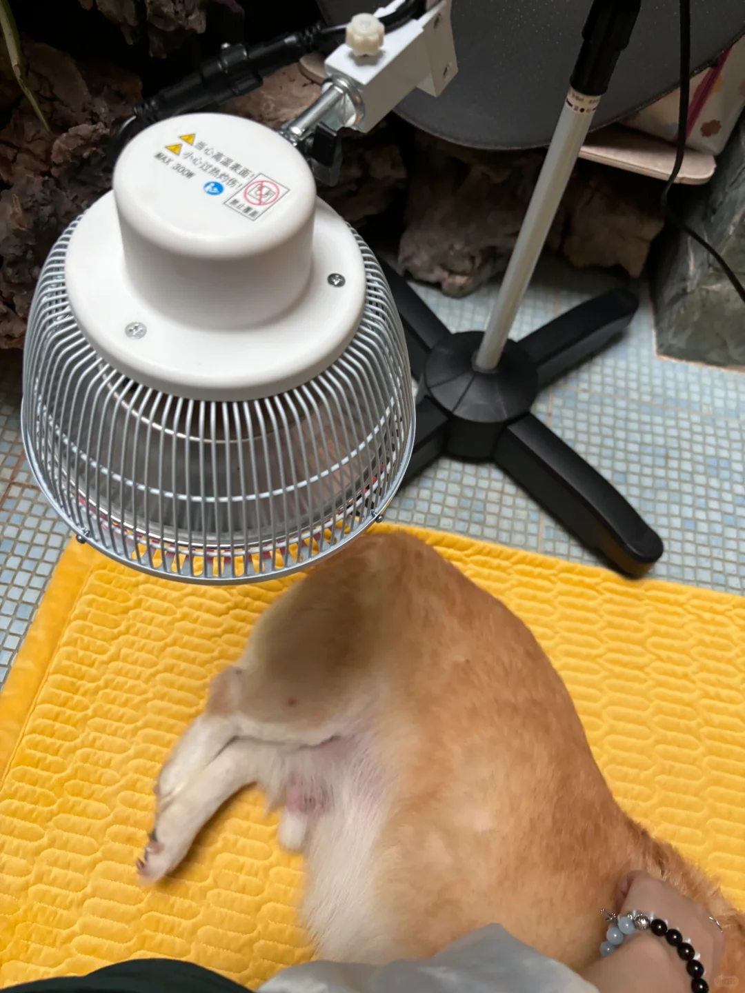 烤灯 这下真成烤乳猪了