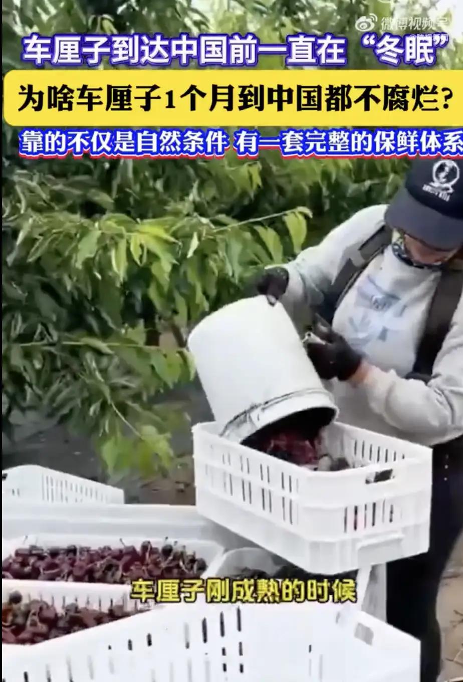 震惊！进口车厘子为何能“漂洋过海”一个月不腐烂？背后竟藏着这些秘密！

（来源: