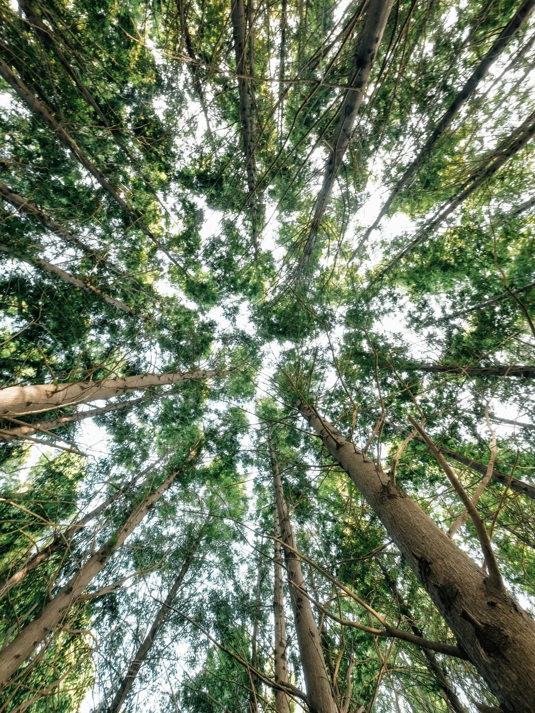 交换一张你拍到的🌳