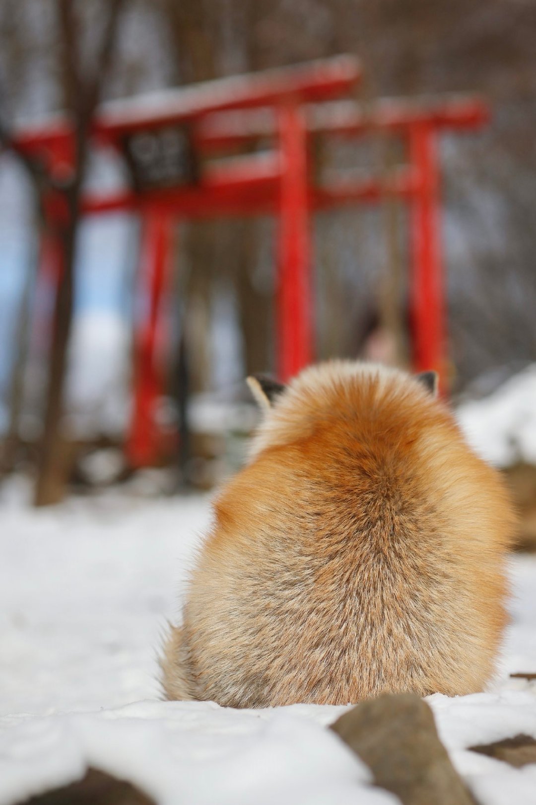 厚实的冬狐狐如一座山~©️ttt_zegu952 
