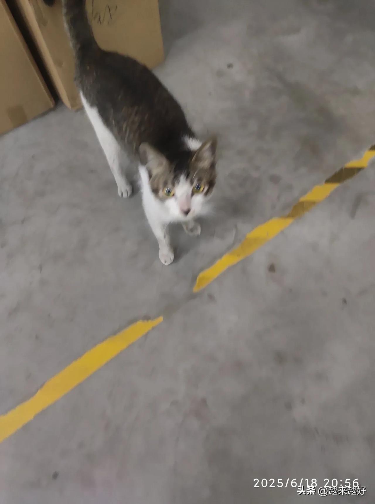 晚上加班的时候，车间里跑来了一只猫。
兴许是那猫饥饿了吧，它一个劲的“喵喵喵”的