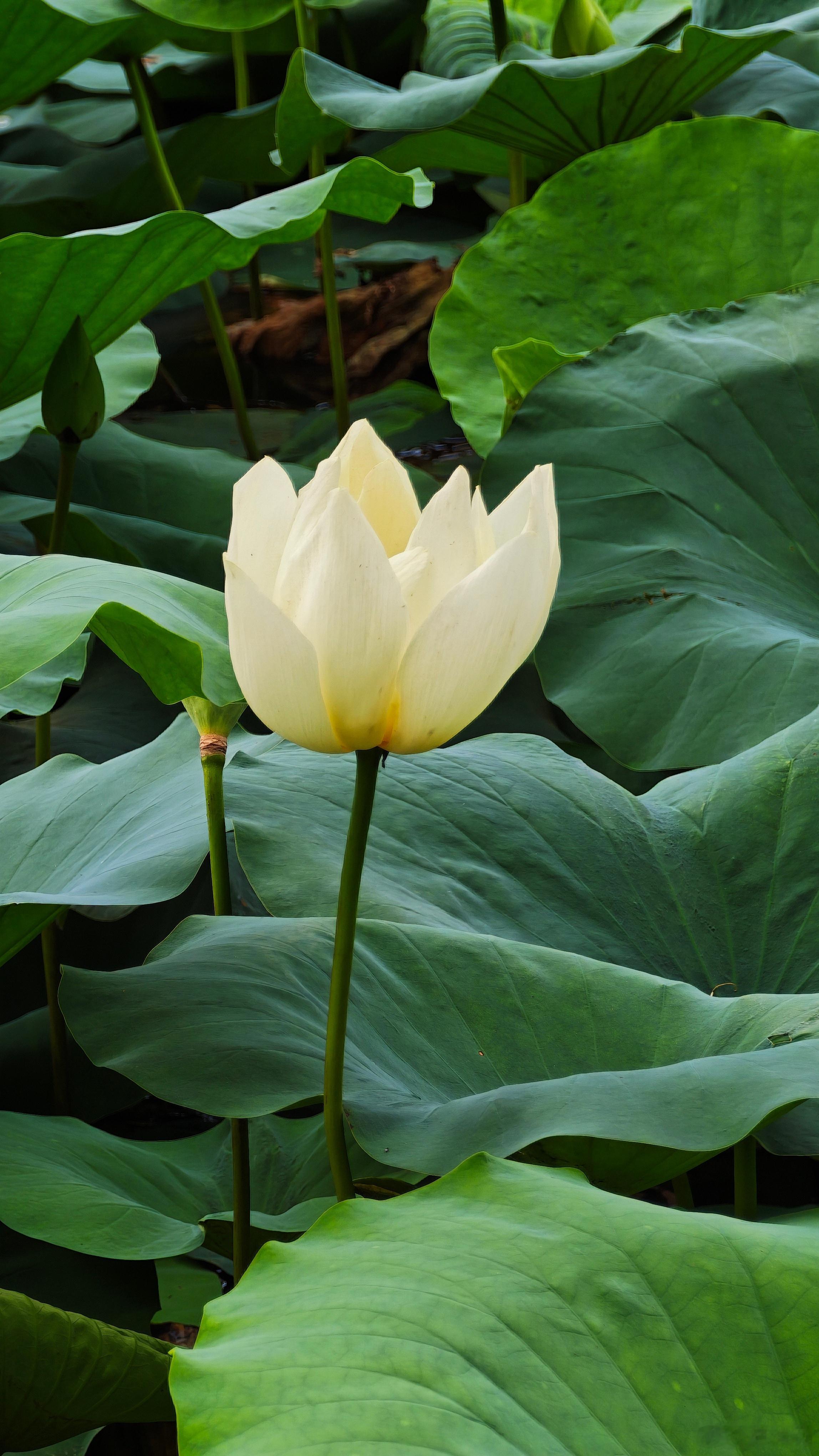 蜻蜓停在我肩上，它以为找到了停机坪 