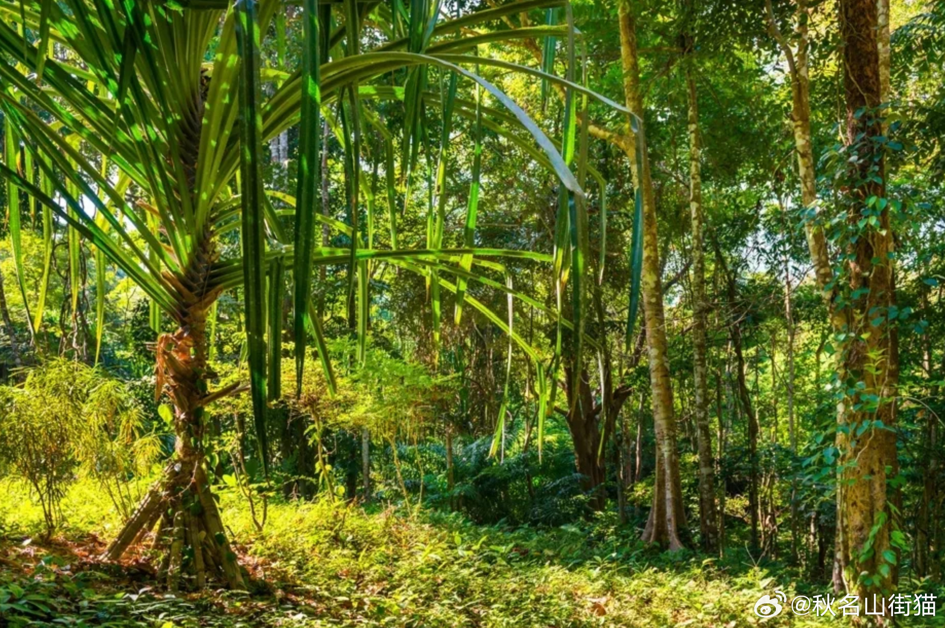 失踪近3年后在深山被发现：印尼残障男子瘦成皮包骨，疑独自求生奇迹存活海外新鲜事 