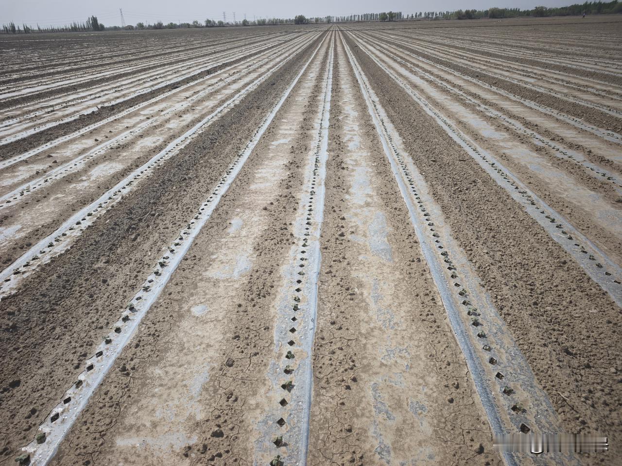 我新发布的内容被官方推荐啦！👍你也快来发布一条吧！带要确保棉苗由弱转壮，关键在
