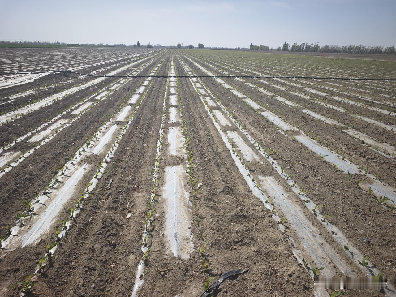 春日生活打卡季 春日里，玉米出齐苗那景象可太让人欢喜了。就像我知道有农村小伙种玉