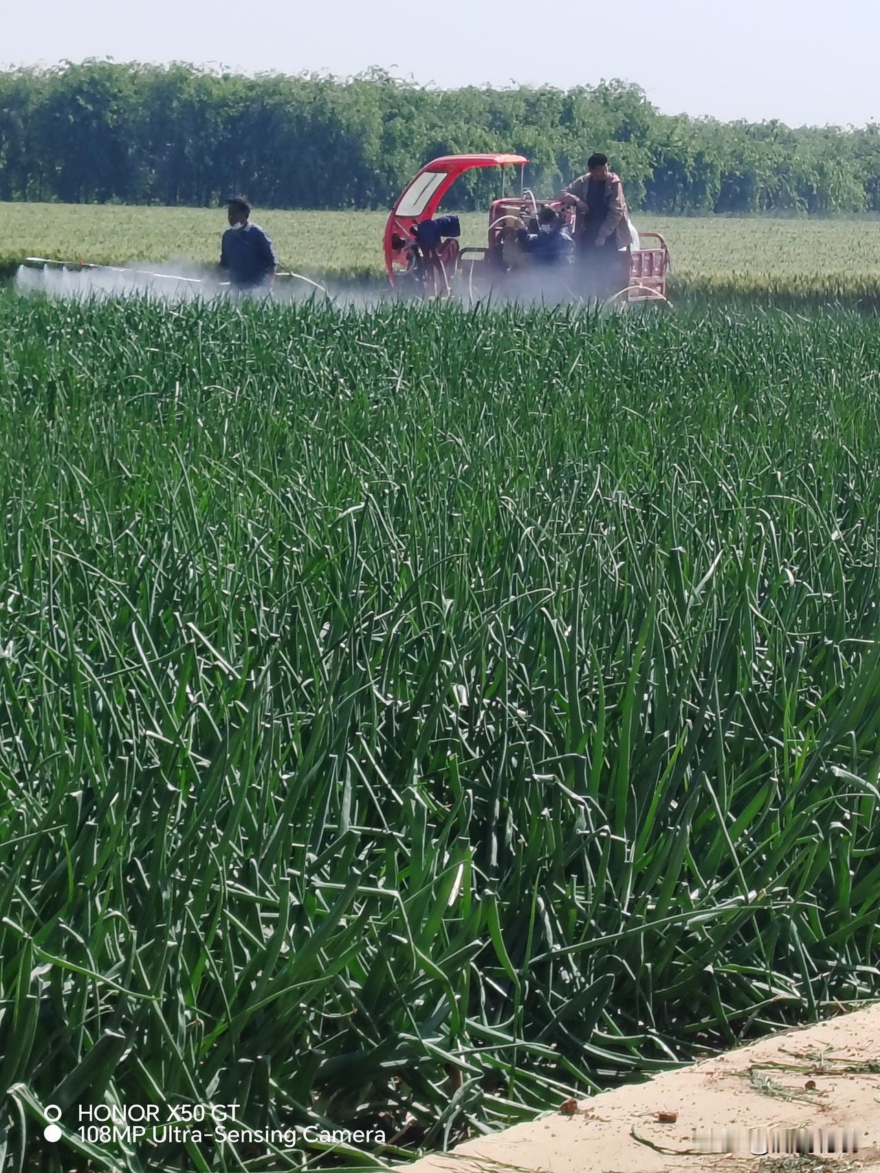 立夏之际，农民正抓紧时间对作物进行田间管理！