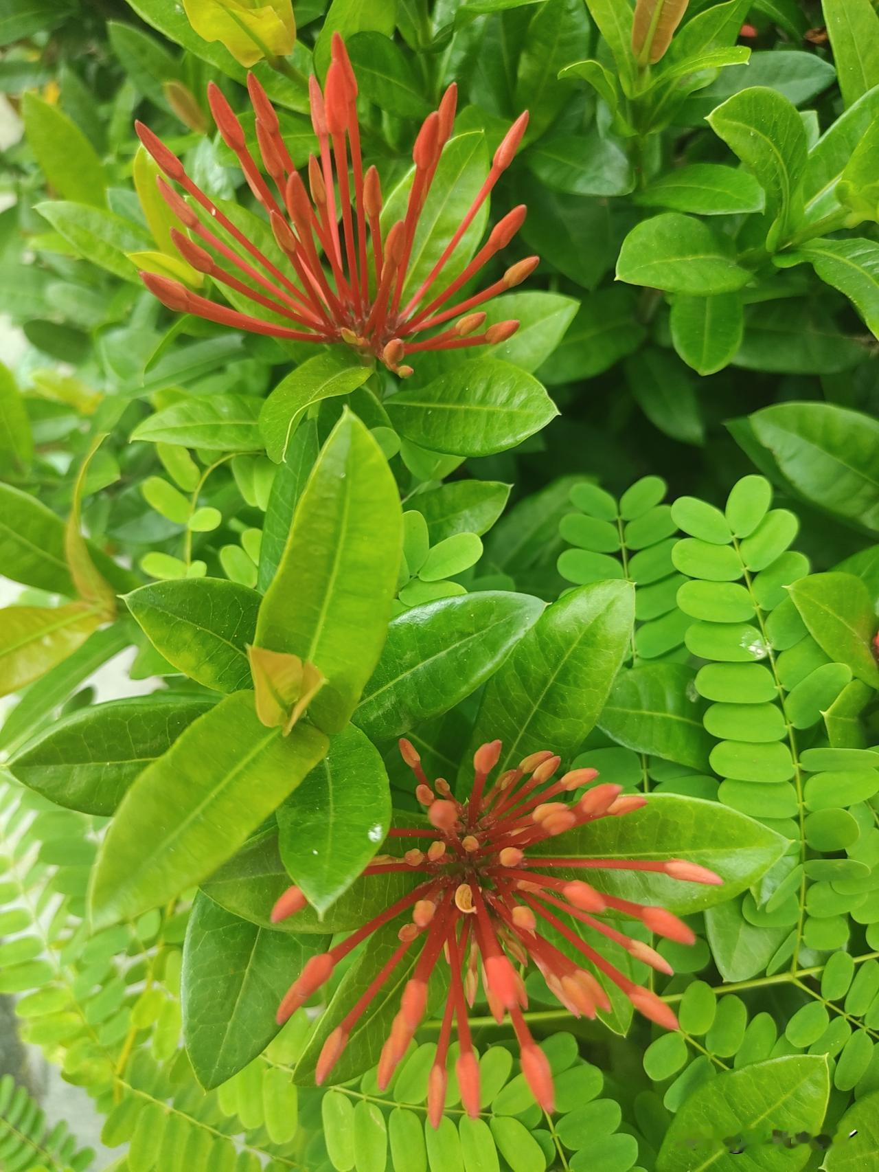 空气微微的香——香樟树星星点点开花。怒放要等到五月初，到时候不得了了，整个城市都