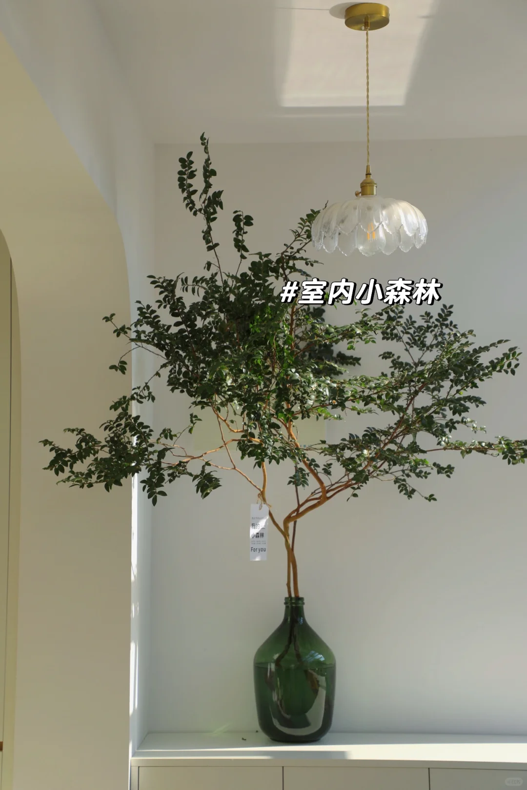 美男树👍美！美！美！jue啦🌿