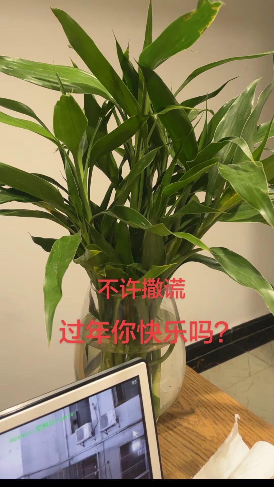 不许撒谎，你快乐吗 今天