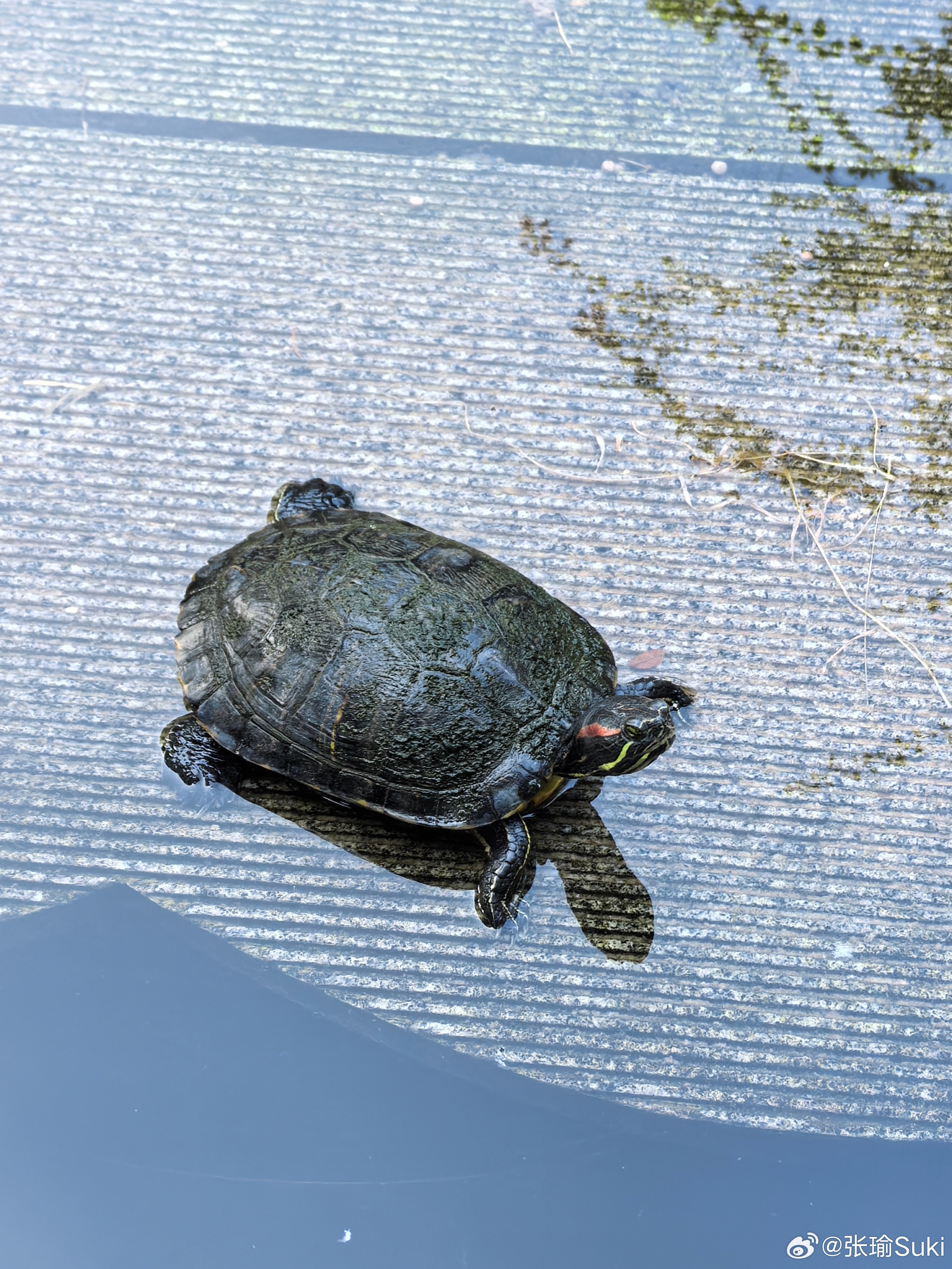 nice fold or hero call ？ to be or not to