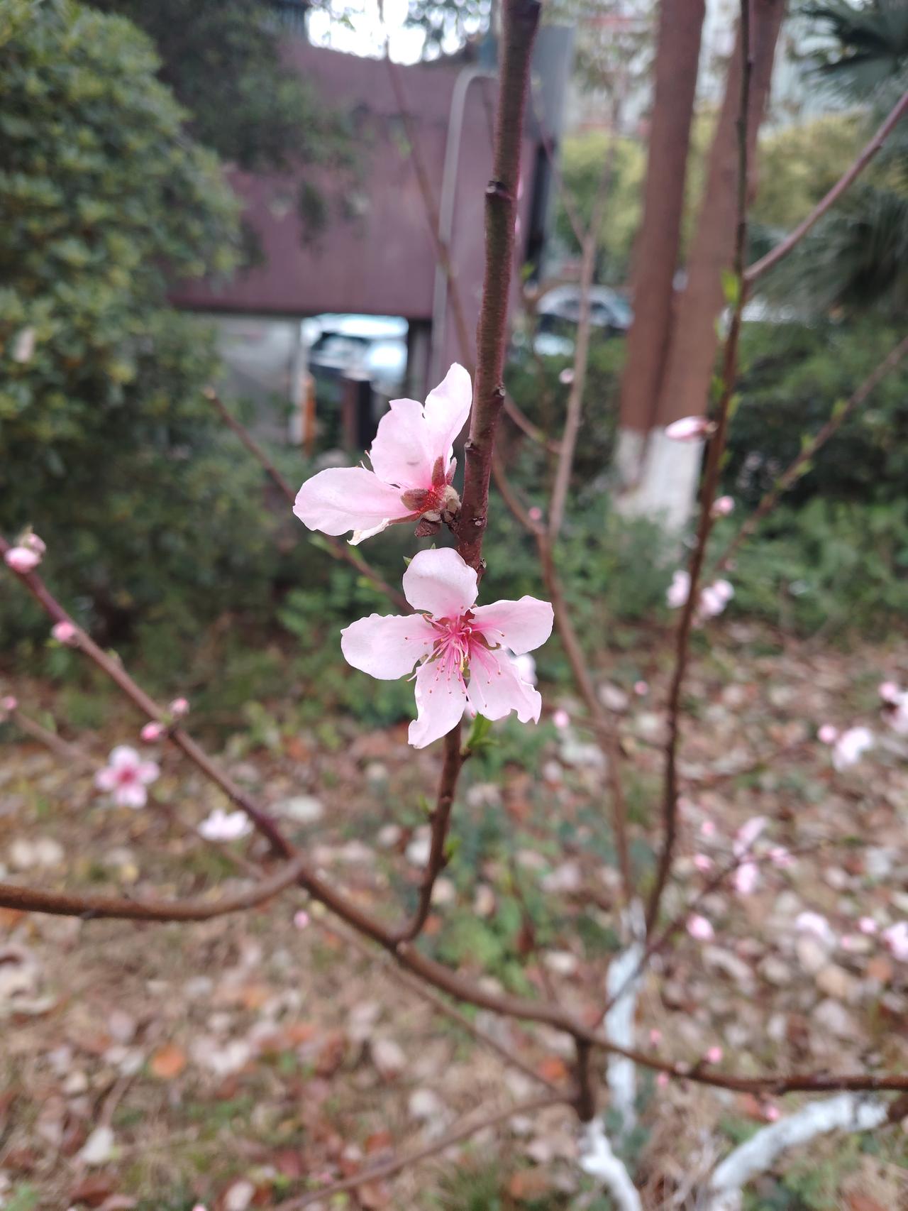 本还在感叹春光正好，却苦于无暇赏玩。未曾想，一低头，一转弯，春天就藏在小区的角落