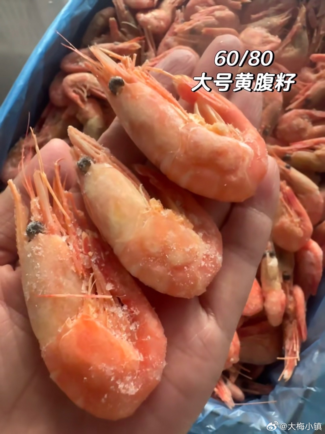 减脂期不知道吃啥的朋友看过来！🦐黑虎虾滑、大虾、甜虾、全都备好肉质扎实干净，大