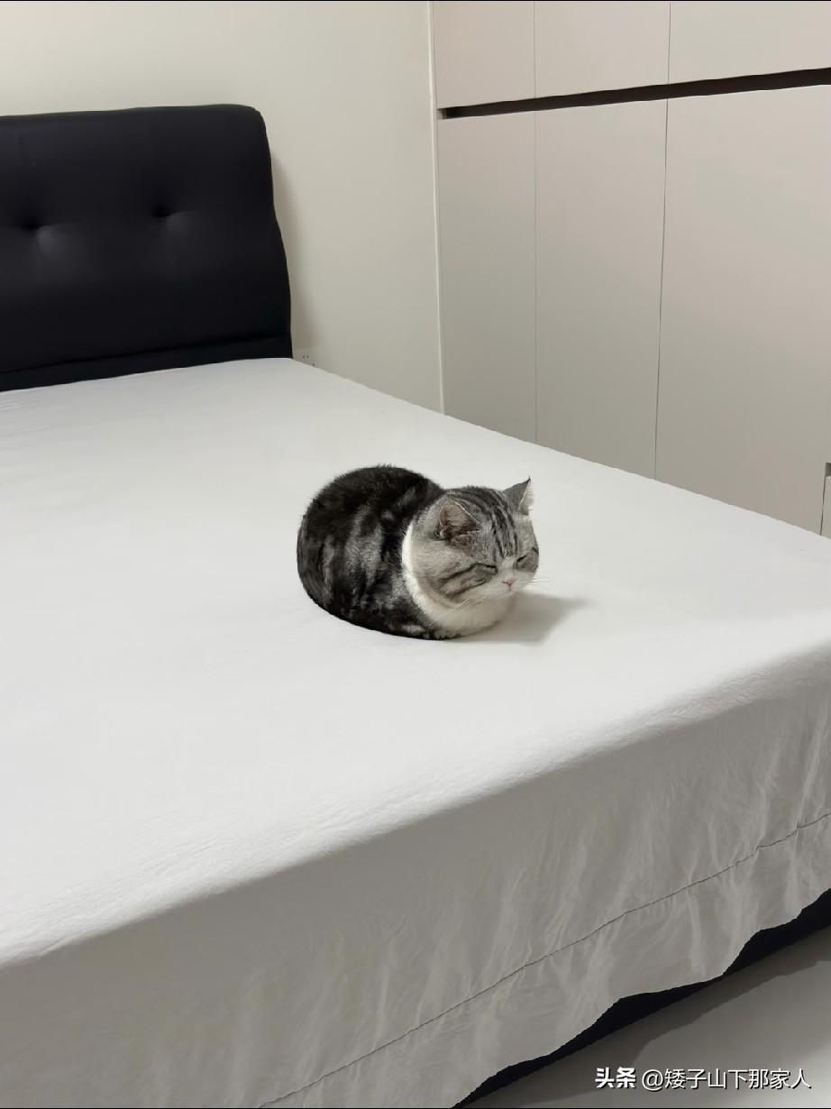 这张⭕猫，
