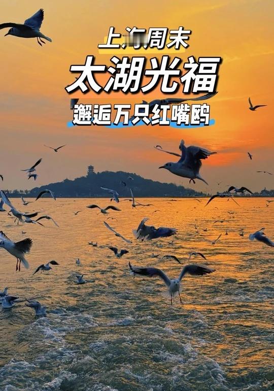 太湖光福追日落，邂逅冬日红嘴鸥群
这个冬天，绝对不能错过太湖的光福小笠原线！这里