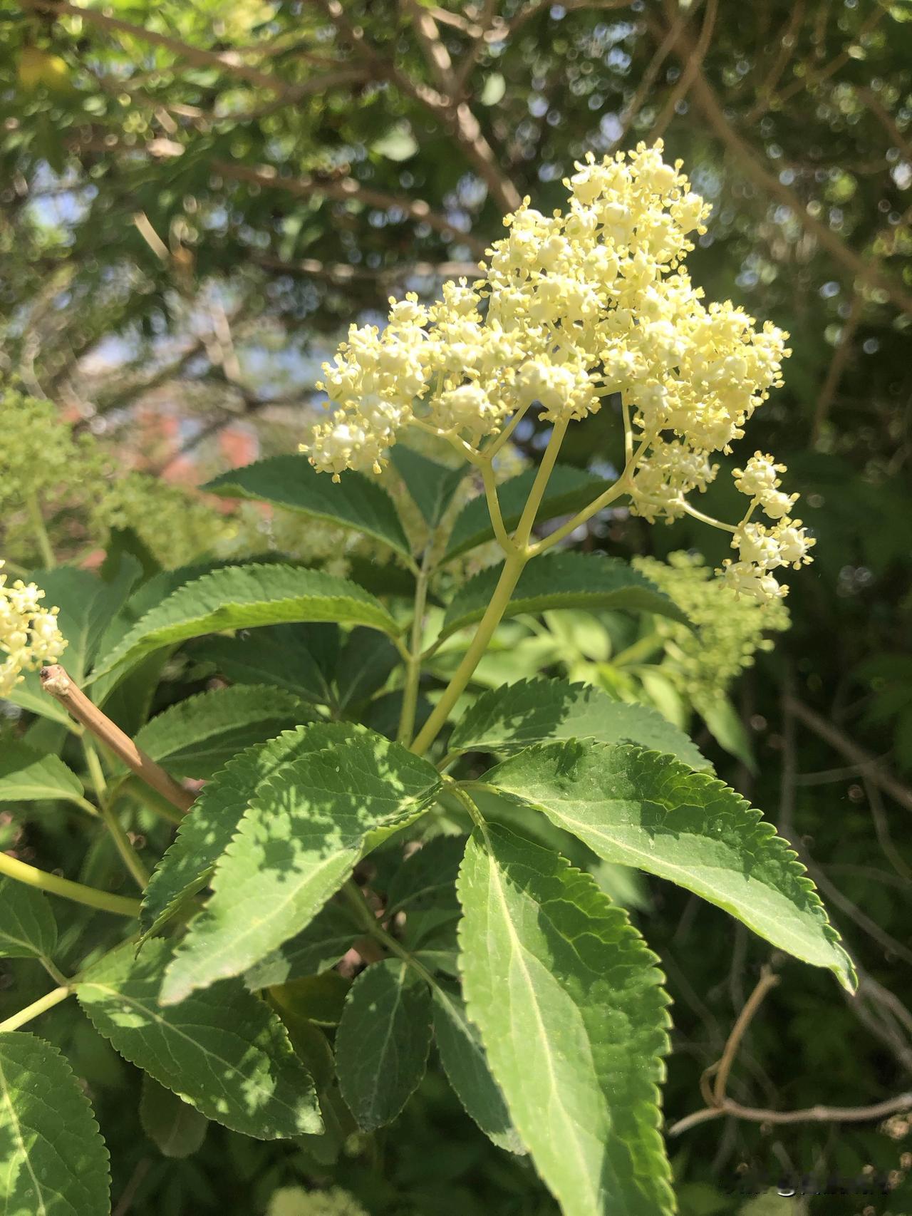 别只看握手合影！这次中俄互动三个反常细节，西方彻底坐不住

很多人看完中俄会面，