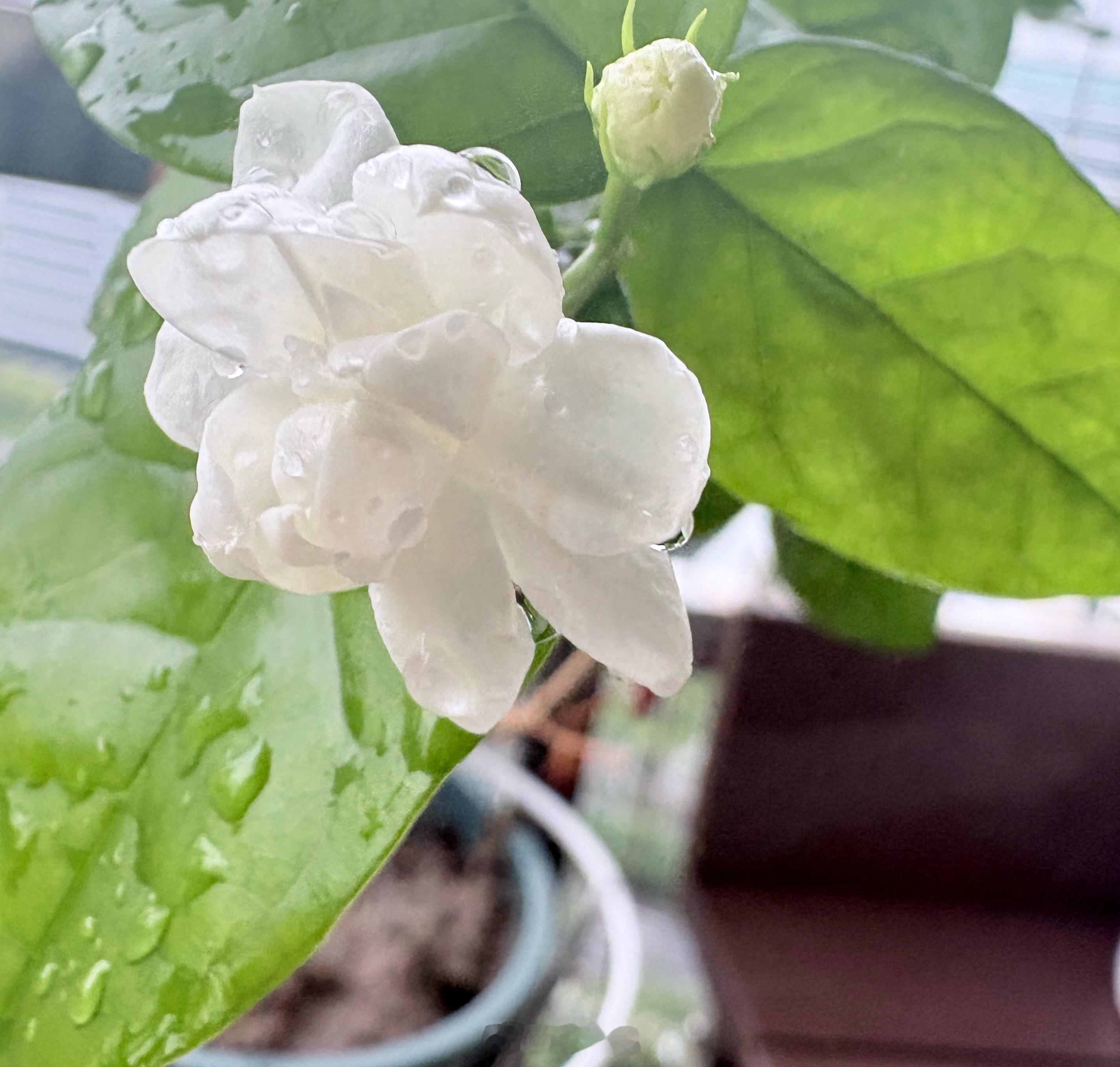 雨后清晨，发现一朵绽放的小茉莉。原是在商场随手买了盆茉莉，盆不大，却种得密密麻麻
