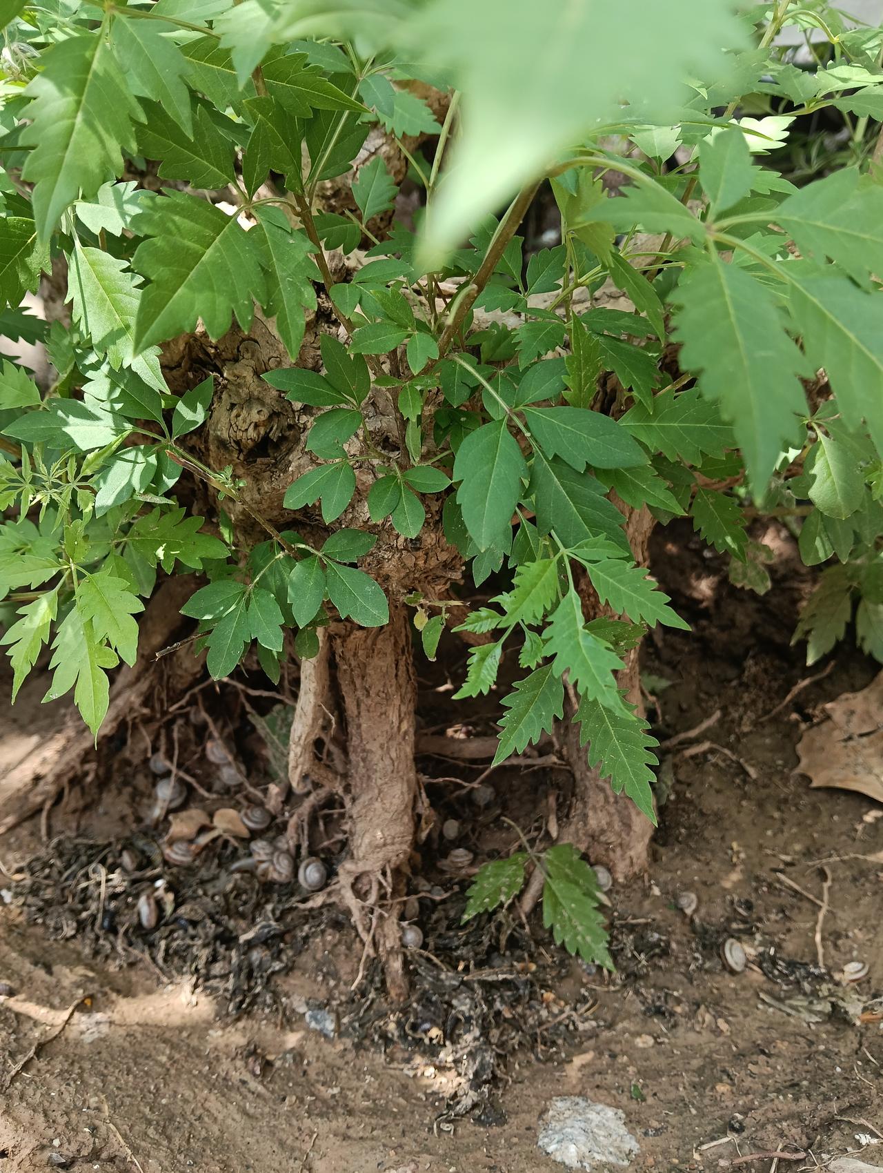 这种小嘎啦集体躲在树下啥情况？我的紫荆养了二十年了。