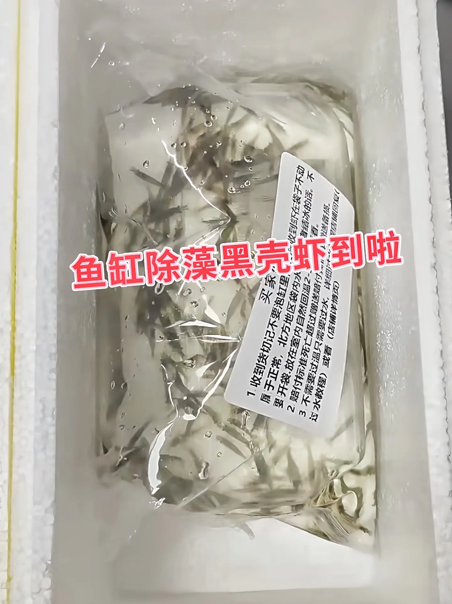 黑壳虾可以有效清除多种藻类，像鱼缸中常见的绿藻，包括丝状藻、绒毛藻等。...