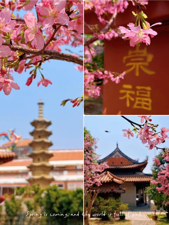 泉州崇福寺樱花｜25年3月25日实况