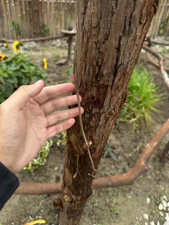 葡萄和无敌贝拉都枯木逢春了，差点以为噶啦