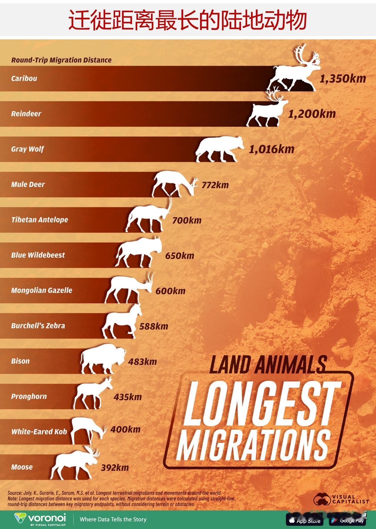有记录以来迁徙距离最长的陆地动物是什么？

一些陆地动物开始了史诗般的迁徙之旅，