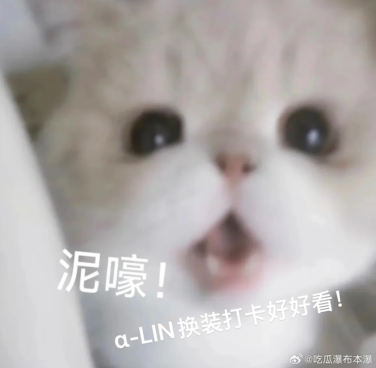 也是跟着α-LIN云旅游了一次！白玉兰奖明星同款机位被这只玩偶抢先出片了 不知道