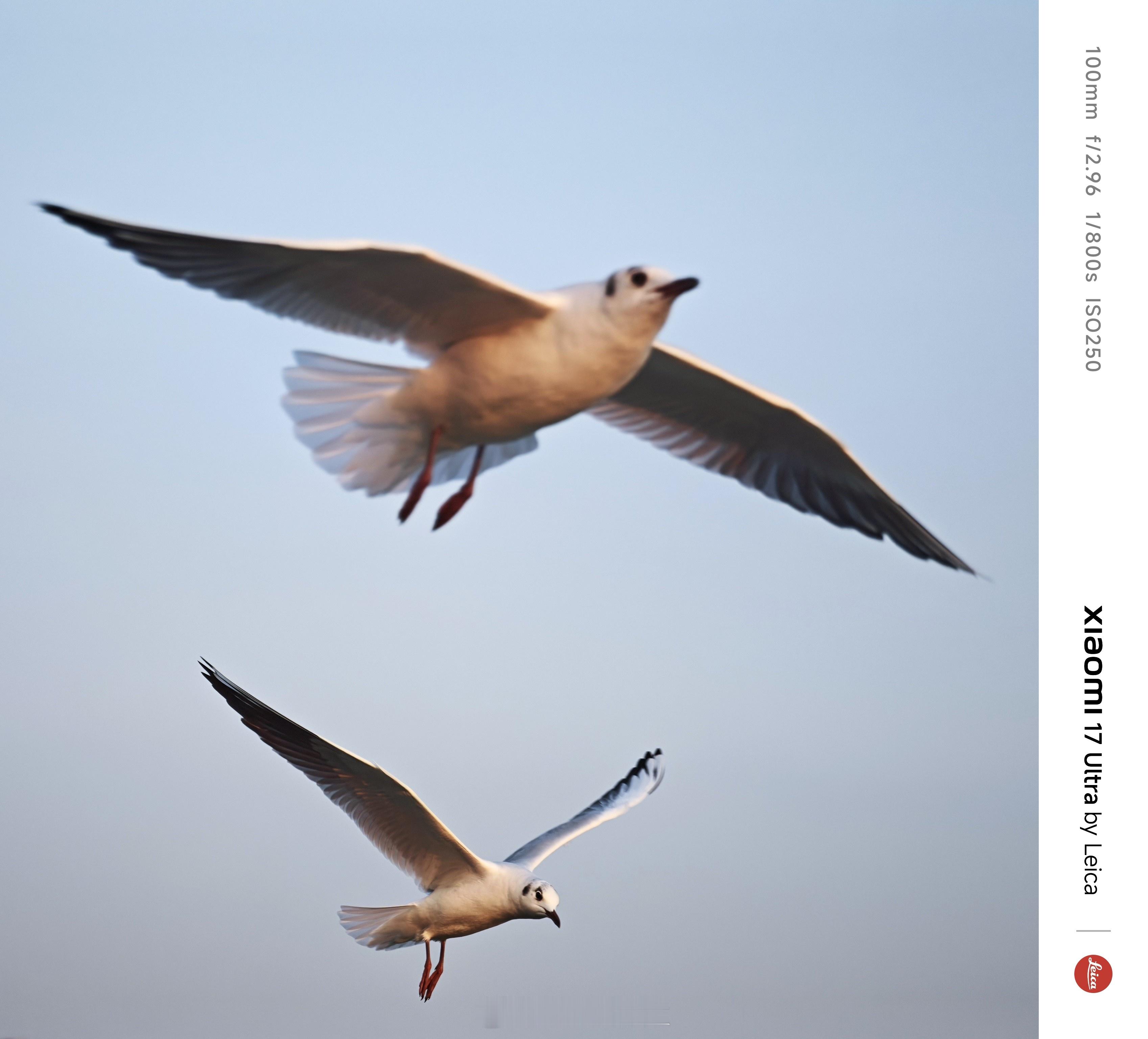 老黑的日常随拍去深圳湾公园打鸟，小米17 Ultra随手拍，准备明天带相机去，有