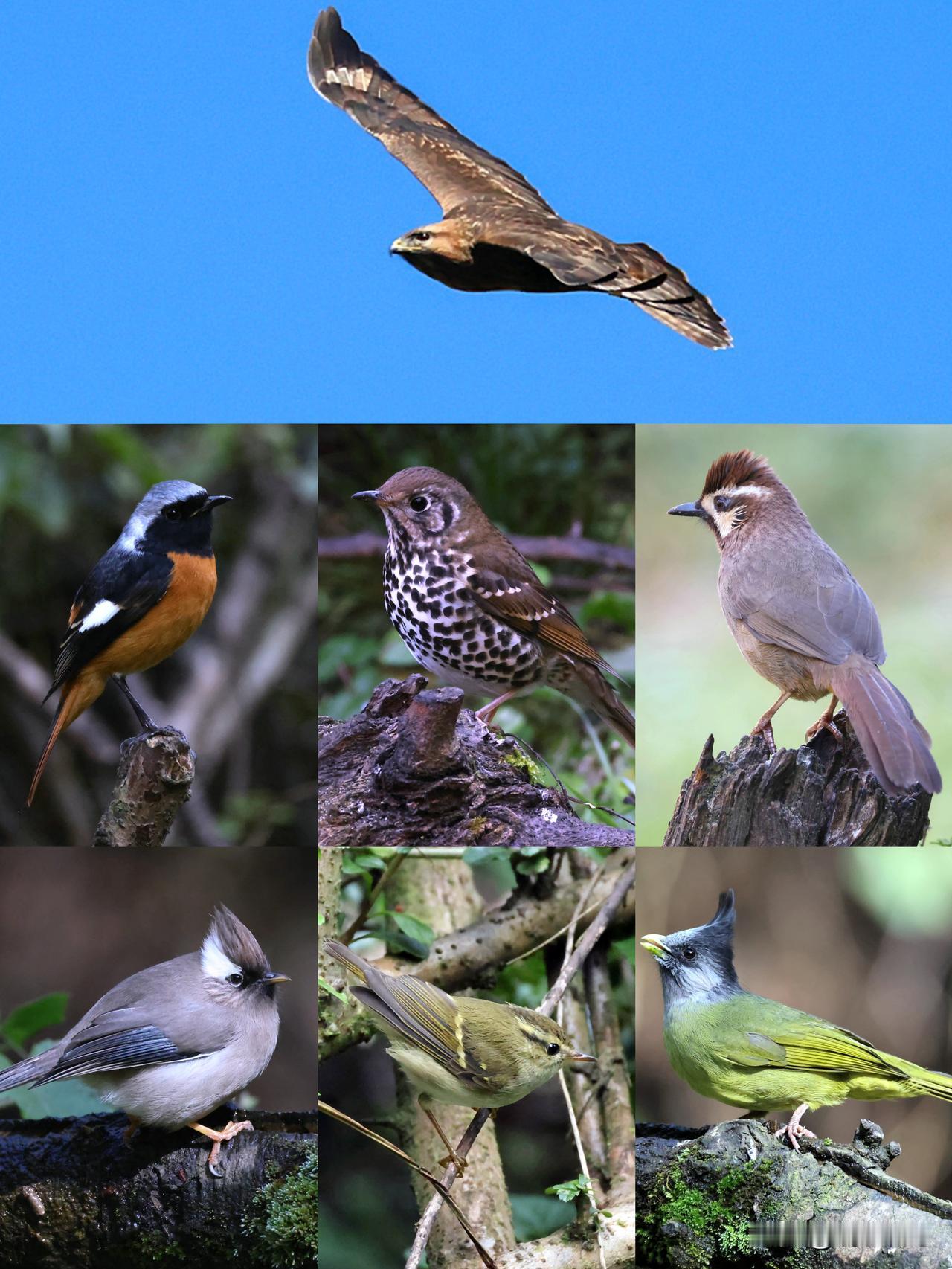 近期可在昆明朱家山拍到这么多鸟！！（图文均系本人原创，转载请注明出处）
虽然已近