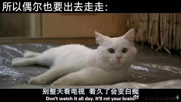 工作很累但也有在好好生活，不追剧的时候就出门走走看看我的日常plog大眼杯表彰小