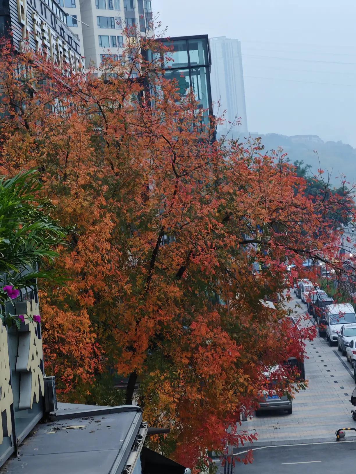 今天早上拍了小区路边的红叶，虽说没阳光，那“红叶盛于二月花”的美还是藏不住。不过