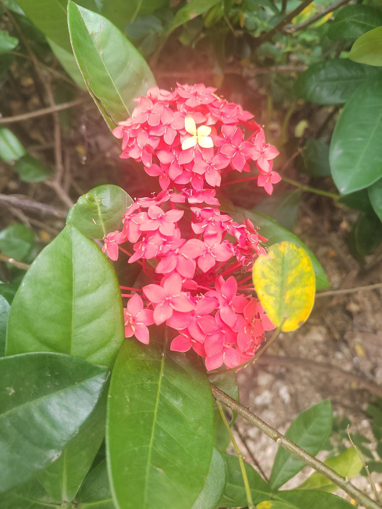 粉嫩的花朵绽放，绿叶相衬，自然之美尽收眼底。晨露未干，粉瓣轻启，像婴儿伸腰，一簇