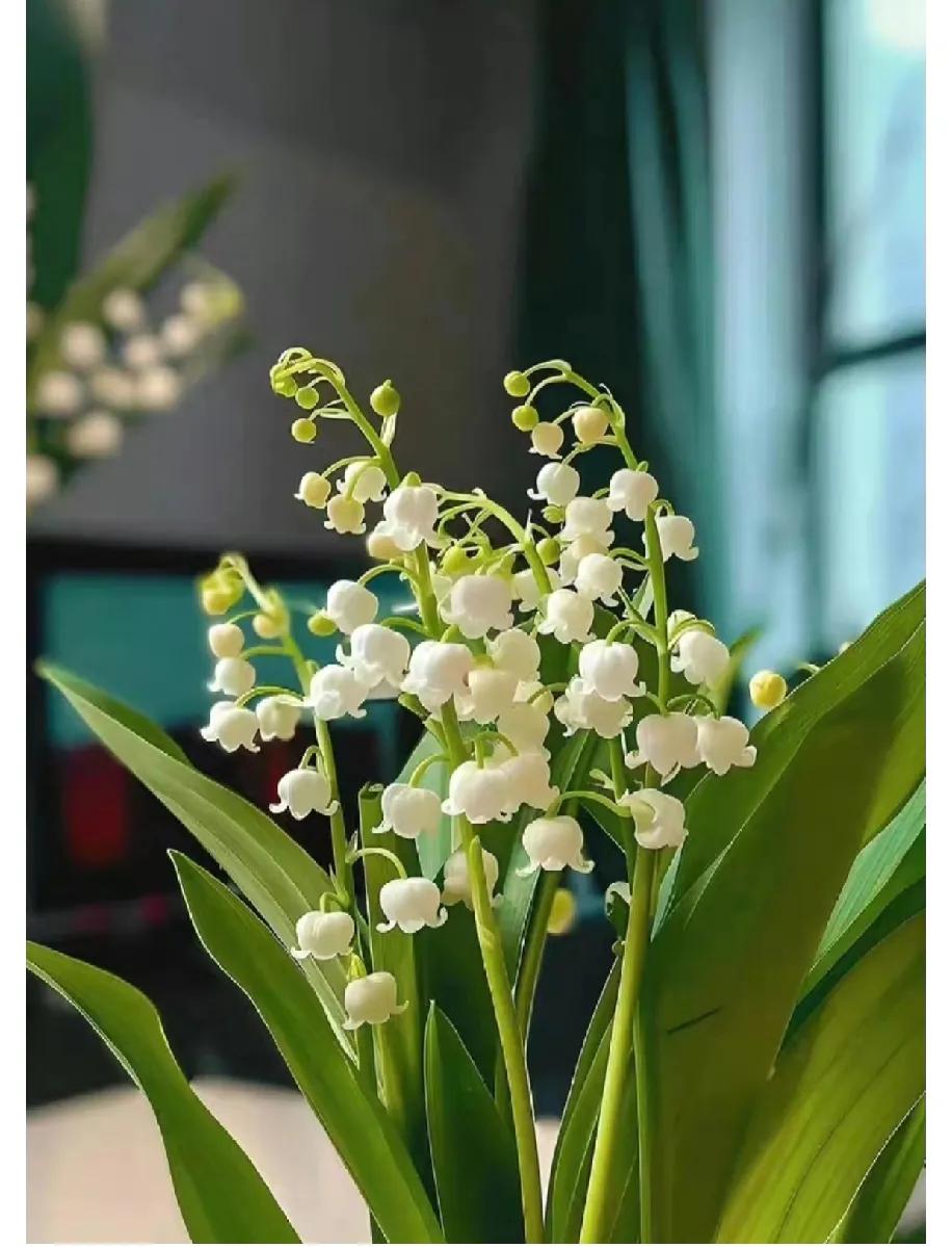 蹲了好久铃兰，跑遍家附近花店想订束花，结果老板们全摆手，不是嫌贵，是根本不敢接！