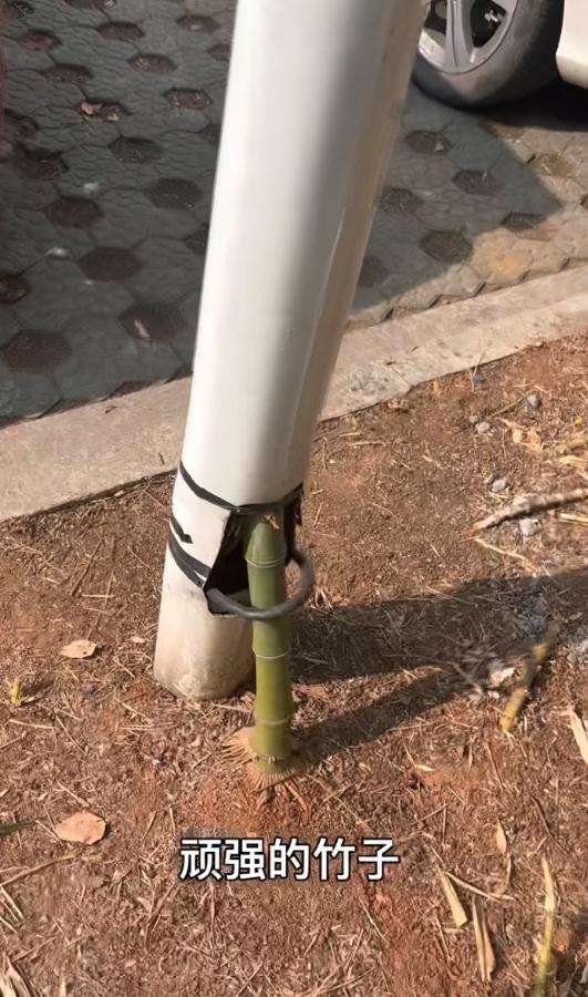 这才能叫生命的顽强
这才能叫任尔东南西北风