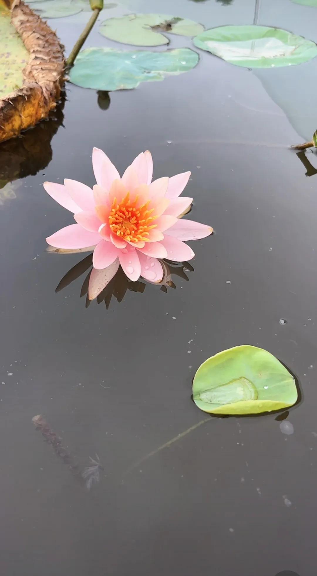 夏日生活打卡季 泳池里的清凉较量～蛙泳1000米完成！水花飞溅的瞬间，暑气全消，